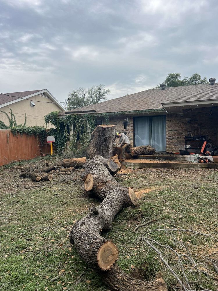All Photos for Braun Tree Service in Floresville, Texas