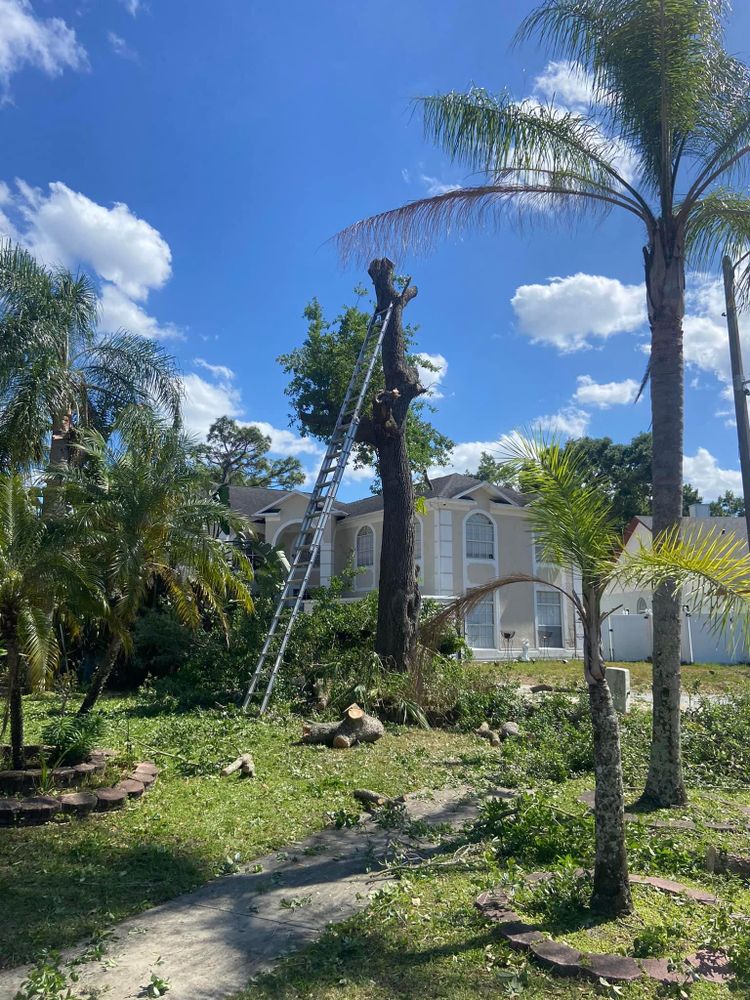 Fall and Spring Clean Up for Efficient and Reliable Tree Service in Lake Wales, FL