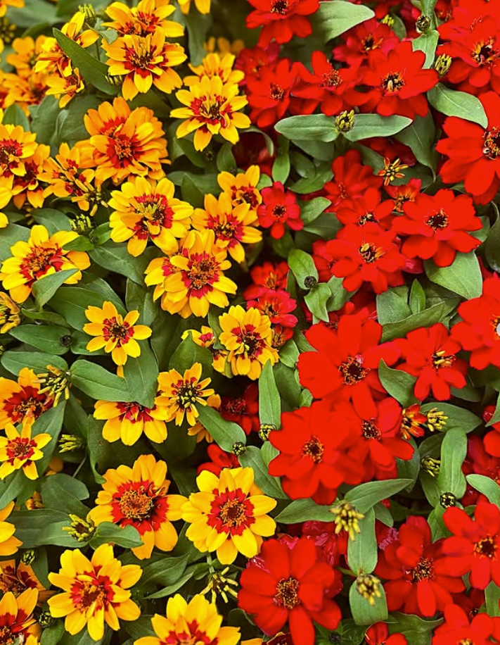 All Photos for Southern Roots Tree Farm in Crystal River, FL