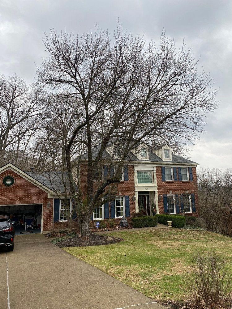 All Photos for Kingdom Tree Trimming and Removal LLC in Covington, KY