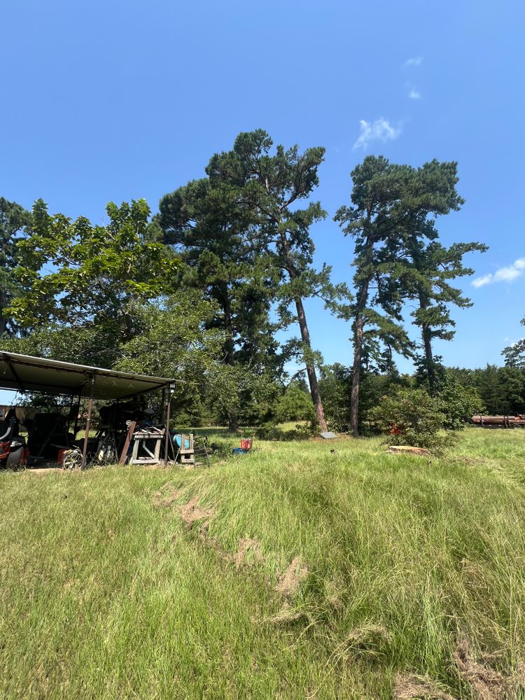 Tree Removal for Best Price Tree Service in Hallsville, TX