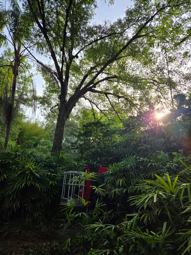 All Photos for Near Me Tree Service, Inc. in DeLand, FL