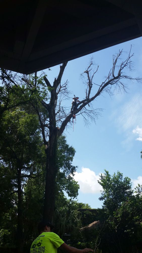 Tree Removal for David's Tree Service in Slidell, LA