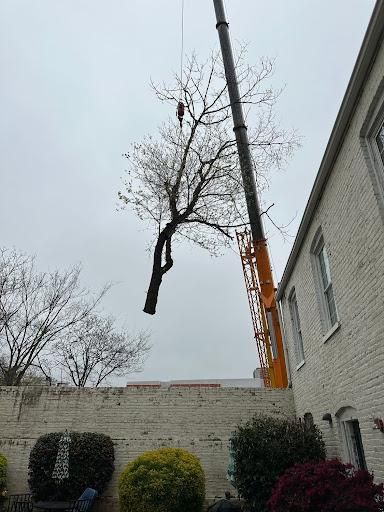 All Photos for Rawls Tree Care in Richmond, VA