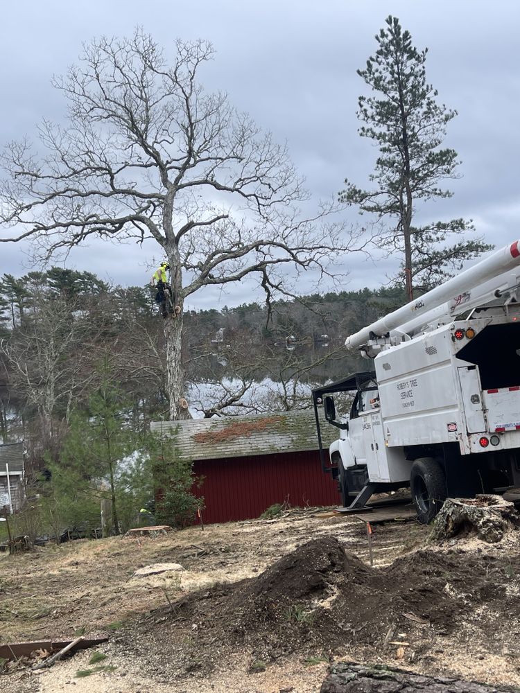 Tree Removal for Robery's Tree Service in West Wareham, MA