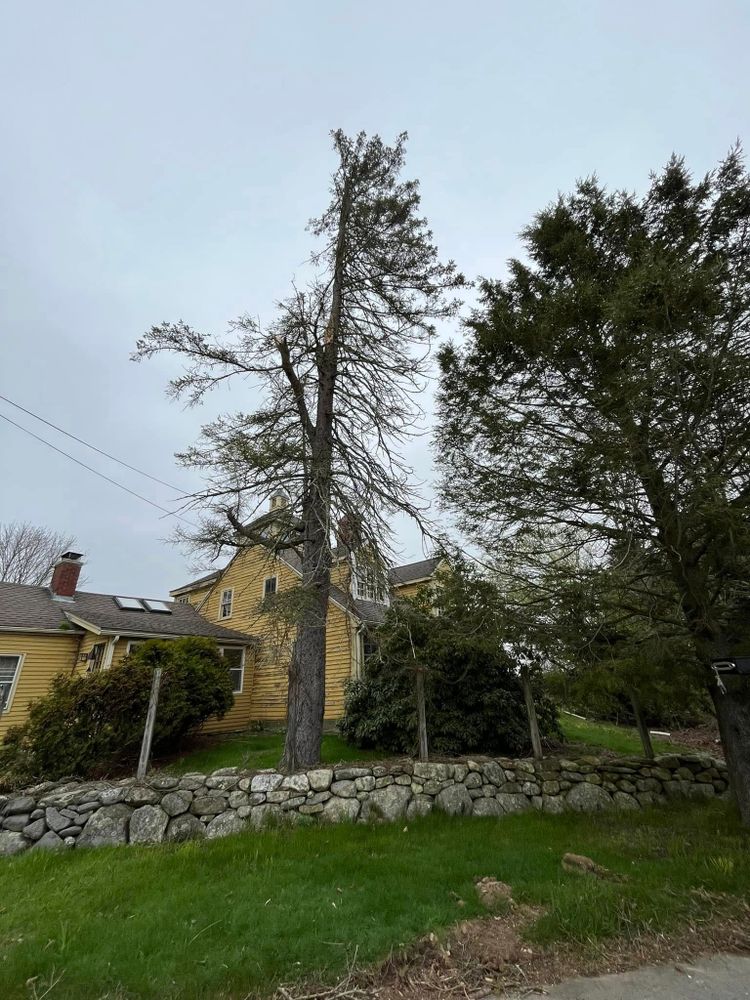 Tree Services for Redemption Tree & Landscape LLC  in Oakham, MA