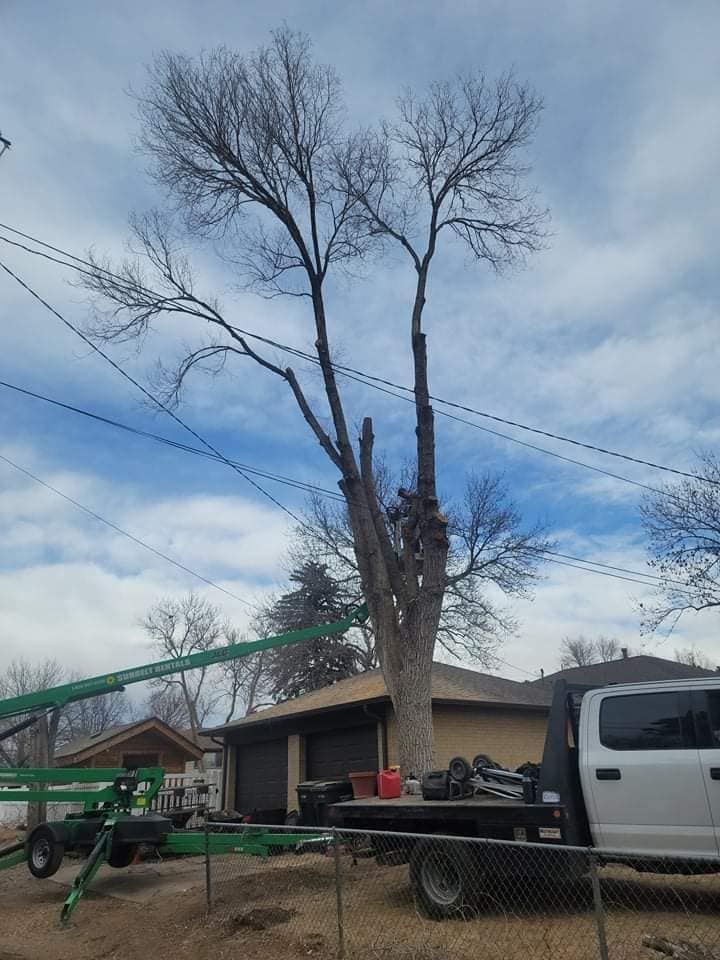 All Photos for Sloan Tree Service in Aurora, CO