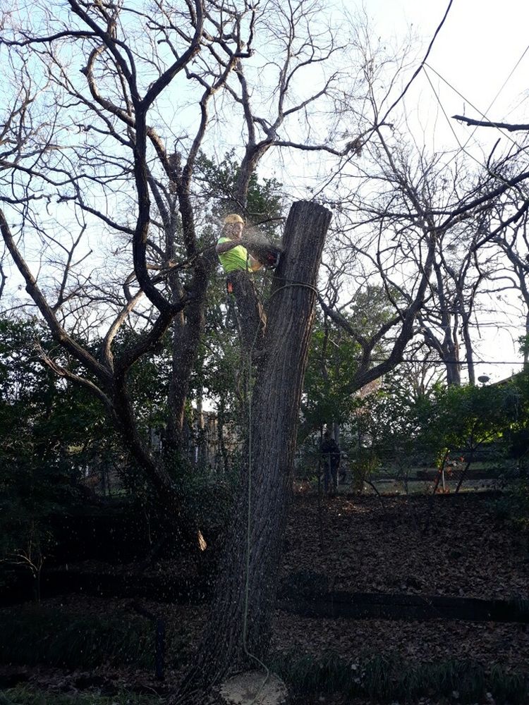 All Photos for TLC Professional Tree Service in Bedford, TX