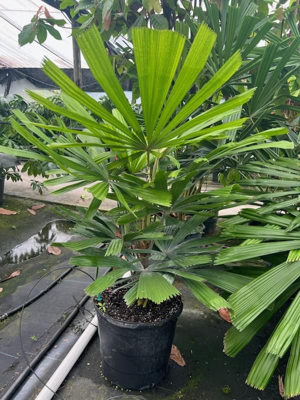 All Photos for Rey Landscaping & Lawn service LLC in West Palm Beach,  FL