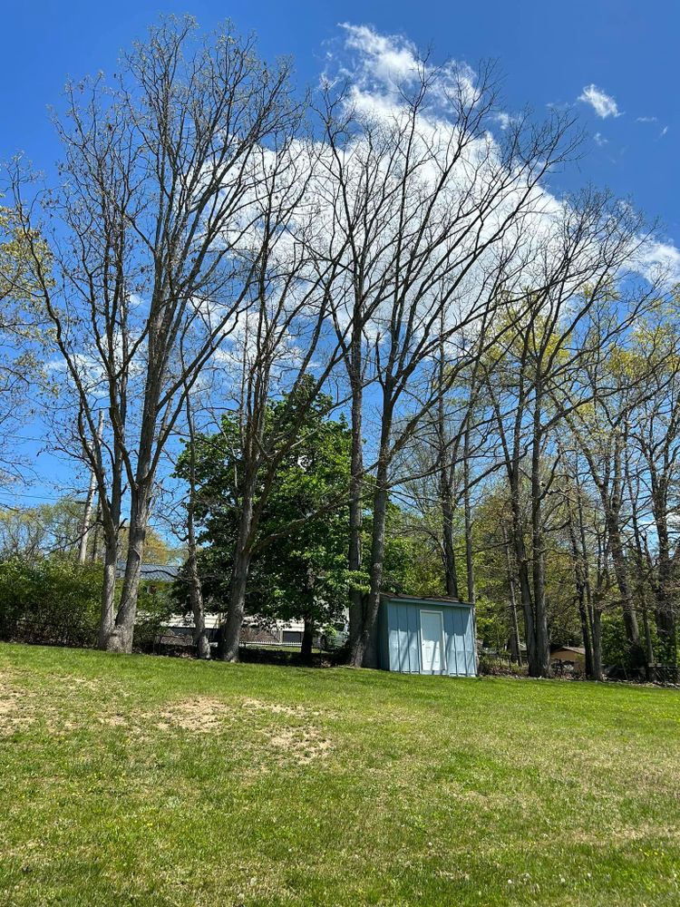 All Photos for NRV Tree Pro, LLC in Narrows, VA