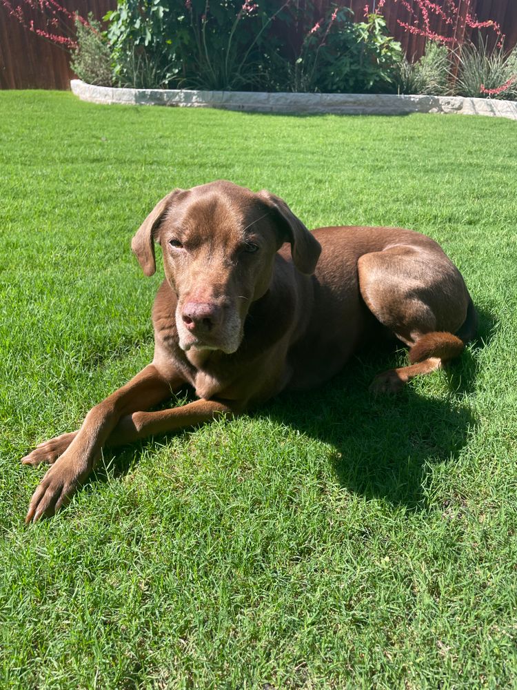 All Photos for Magnolia Landscape & Design in Aledo, TX