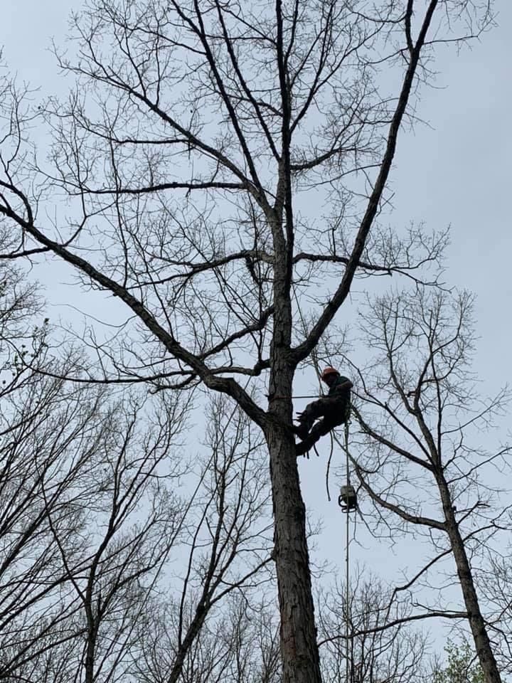 All Photos for Branch Out Tree Care LLC in Fredericksburg, VA