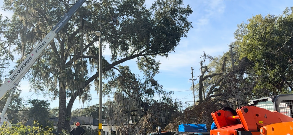 All Photos for Amerigrown Tree And Lawn in Apopka, FL