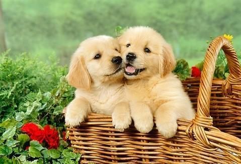 instagram for Dumbo's Doggy Doors in City of Sammamish, WA