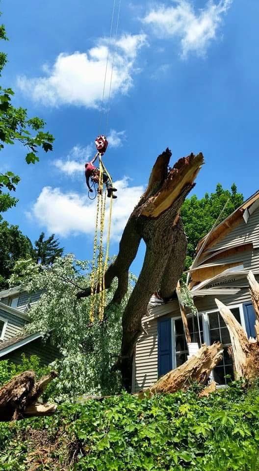 All Photos for Total Tree Service in Washington, NJ