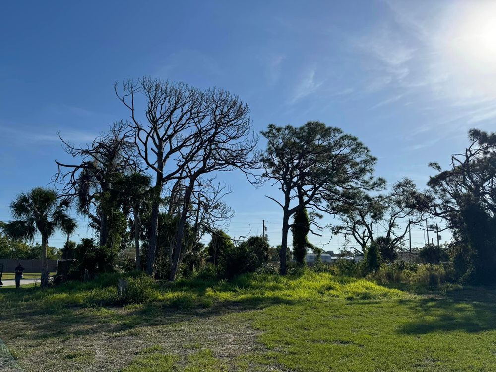 Tree Removal for Lemon Bay Tree Service  in Englewood, FL