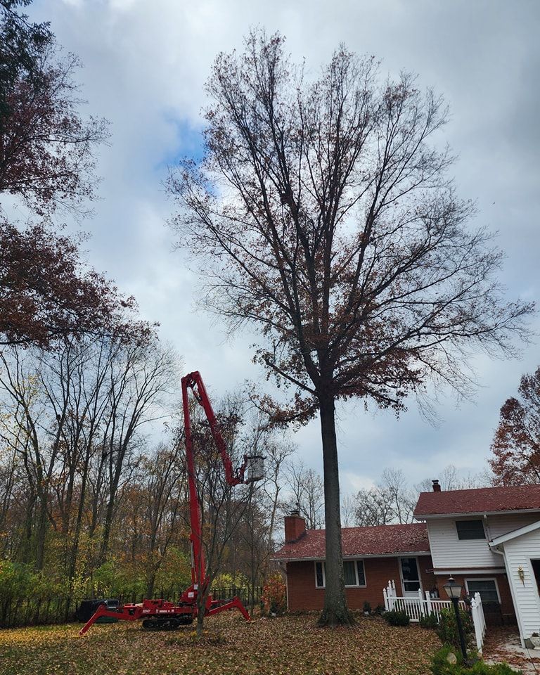 Tree Trimming and Removal for F & F Tree Service in Beavercreek, OH