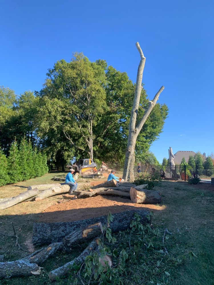 Tree Removal for Optimum Tree Service And Landscaping in Bowling Green, KY