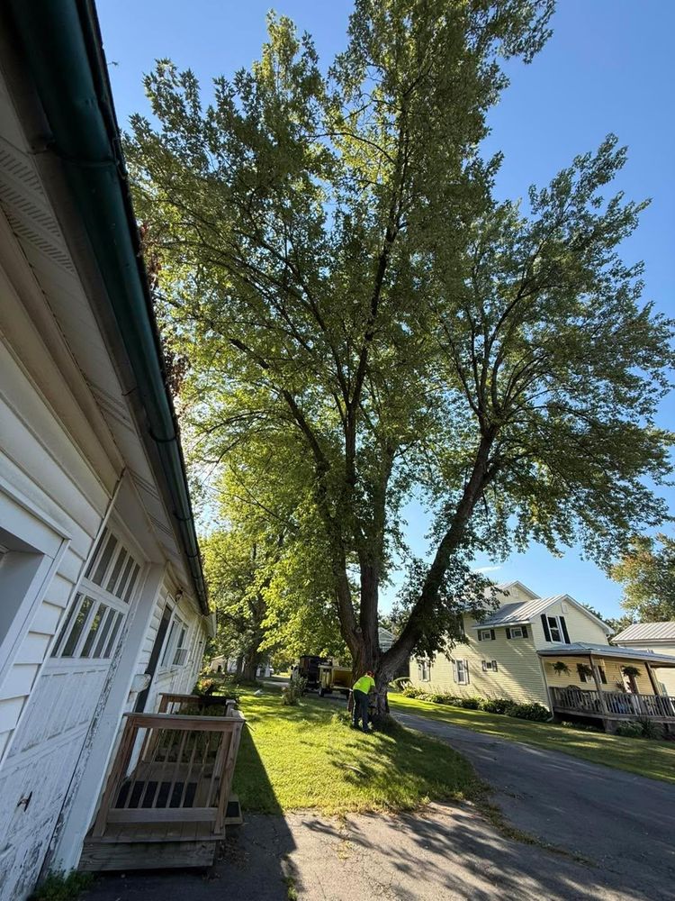 All Photos for Sterlings Tree Removal in Cobleskill, New York