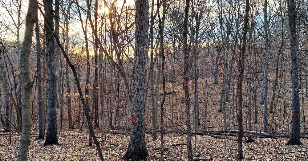Transform your overgrown outdoor space with our Forestry Mulching service, efficiently clearing and recycling unwanted vegetation to create a healthier landscape while enhancing soil quality and promoting ecological balance. for Bluffside Forestry in Cedar Rapids, IA