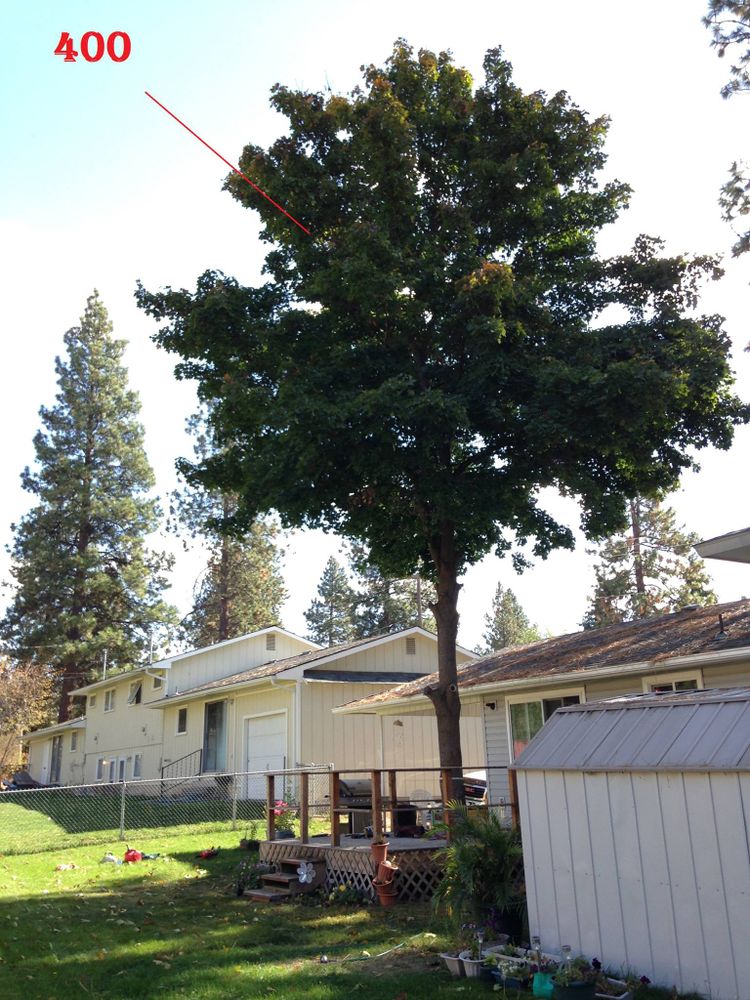 Tree Removal for IOL TREE EXPERTS in Spokane Valley, WA