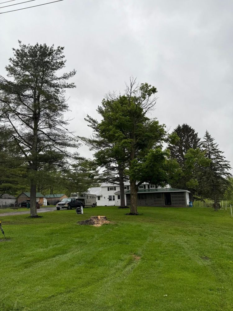 All Photos for Sterlings Tree Removal in Cobleskill, New York