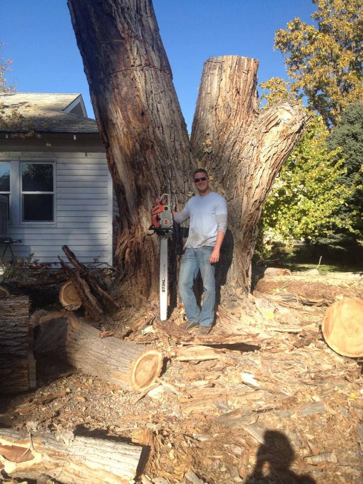 All Photos for Evergreen Tree Service in Grand Junction, CO