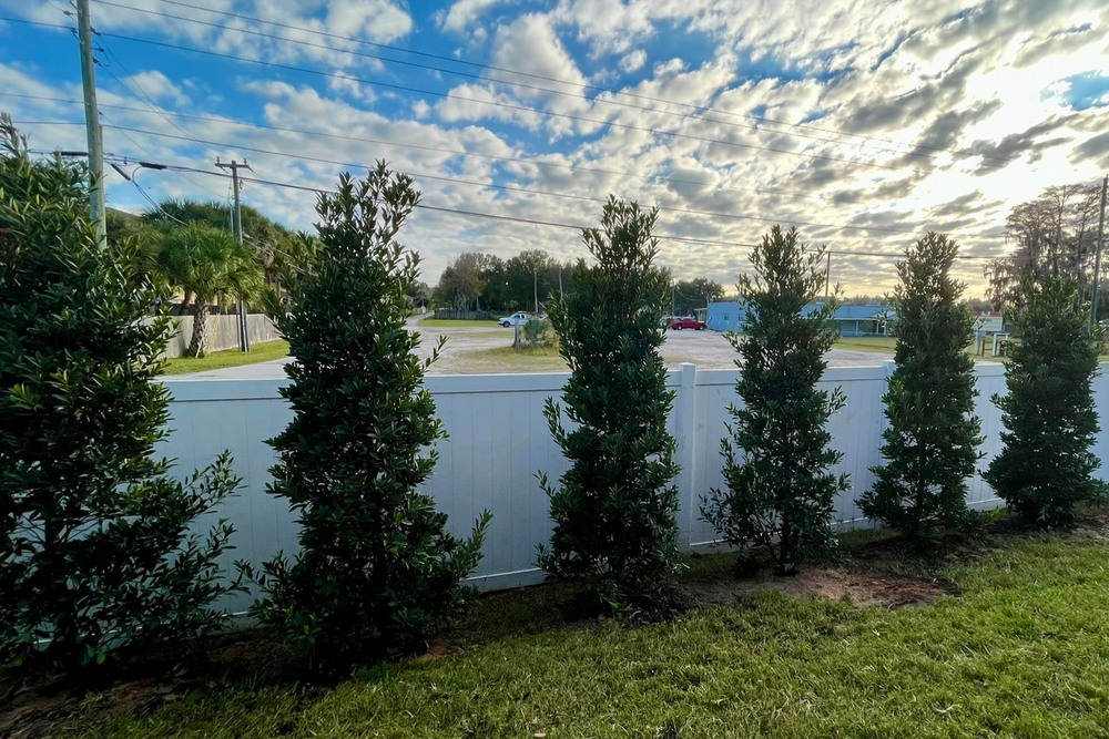 Tree Installation for Verimay's Garden and Landscaping in Hillsborough County, FL