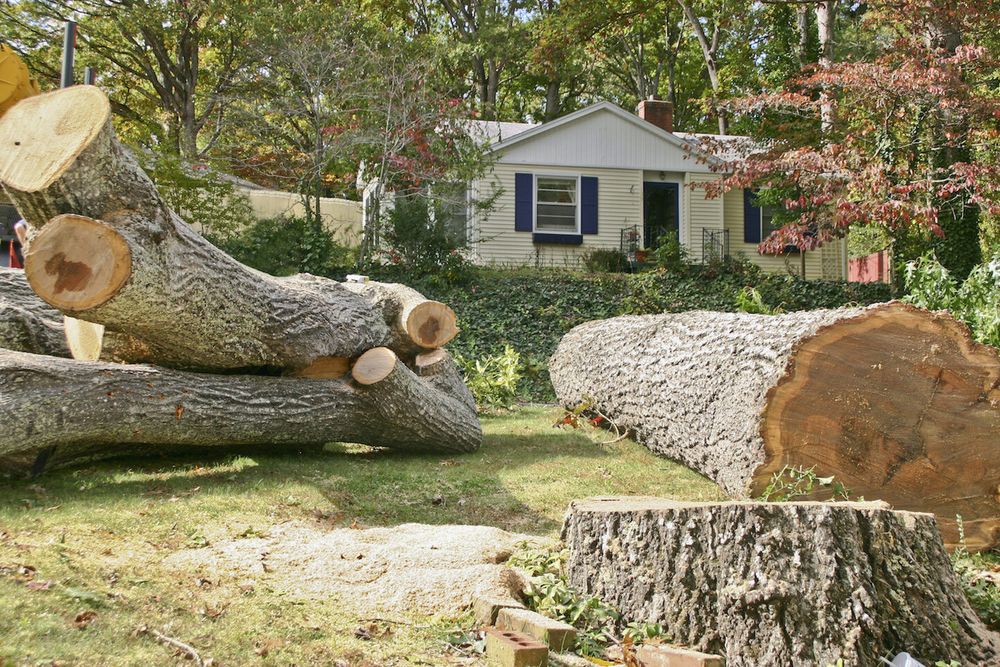 Our expert Tree Removal service ensures safe, efficient removal of unwanted or hazardous trees, enhancing your property's beauty and safety while minimizing disruption to your landscape. Trust us for professional results. for Reliable Stump Grinding in Frankston, TX