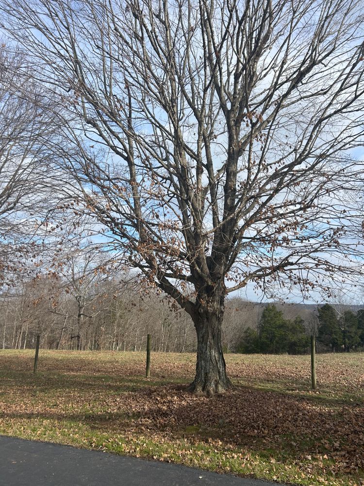 All Photos for Optimum Tree Service And Landscaping in Bowling Green, KY