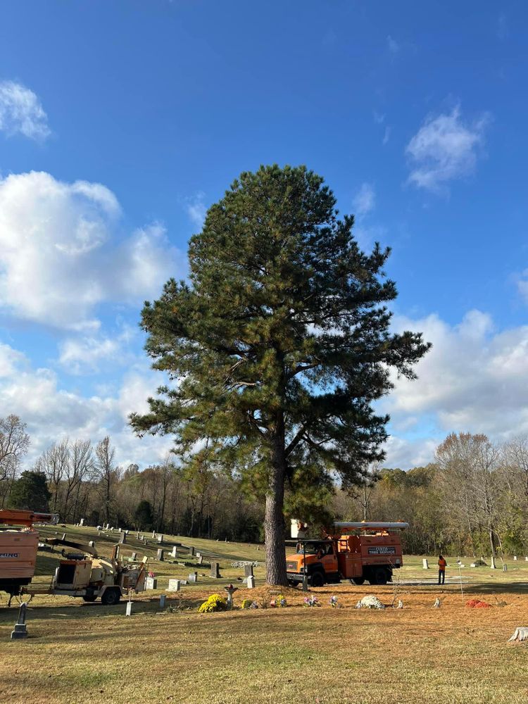 All Photos for Curtis Tree Service LLC in Hopkins County, KY