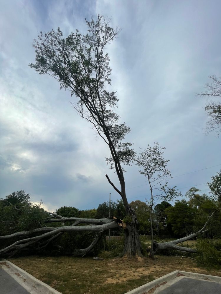 Tree Removal for Huntsville Tree Service in Huntsville, AL