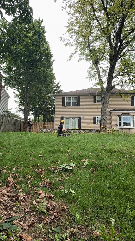 All Photos for Down To Earth Tree Service, LLC in Olmsted Falls, OH