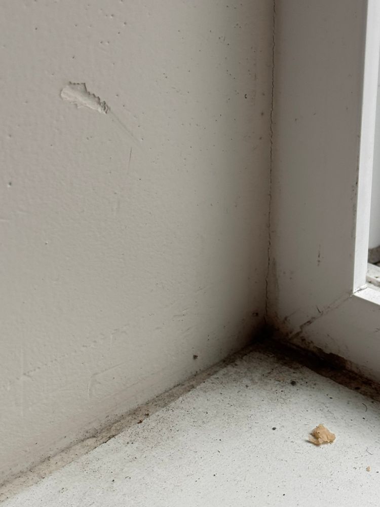 All Photos for Tony's Remodeling & Painting in Renton, WA