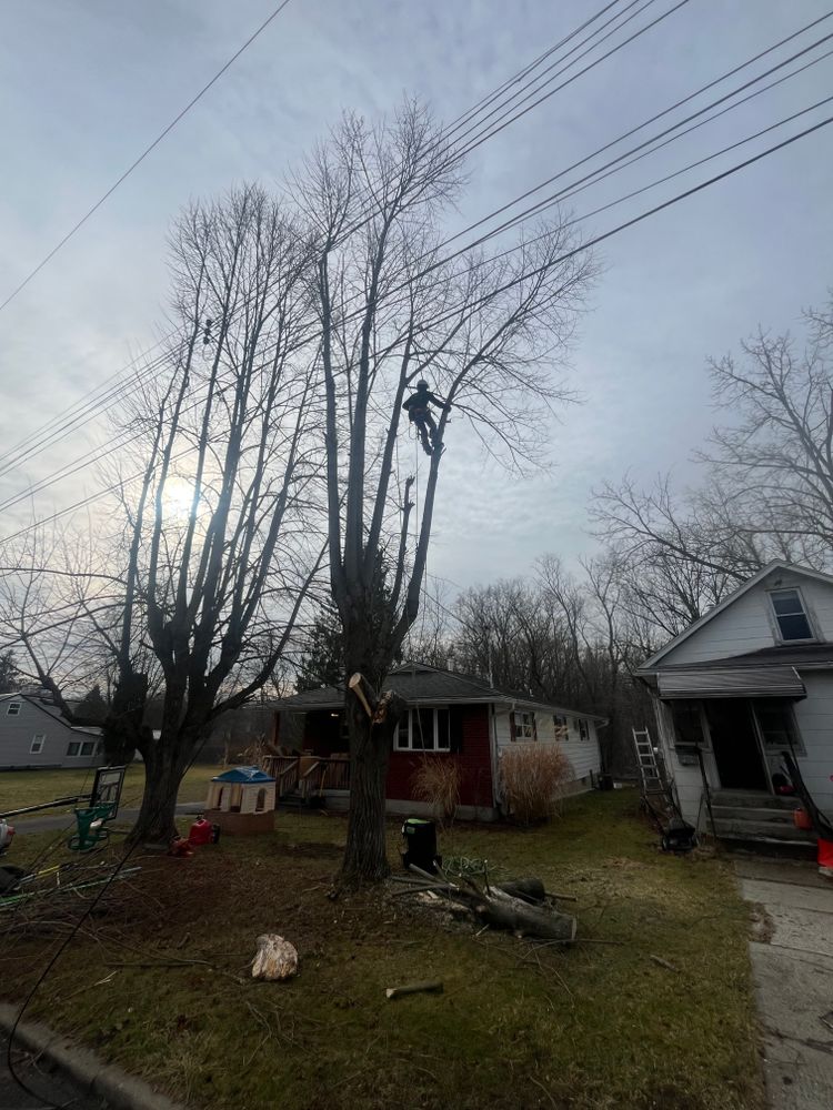 All Photos for Licensed to Cut Tree Service in Athens, PA