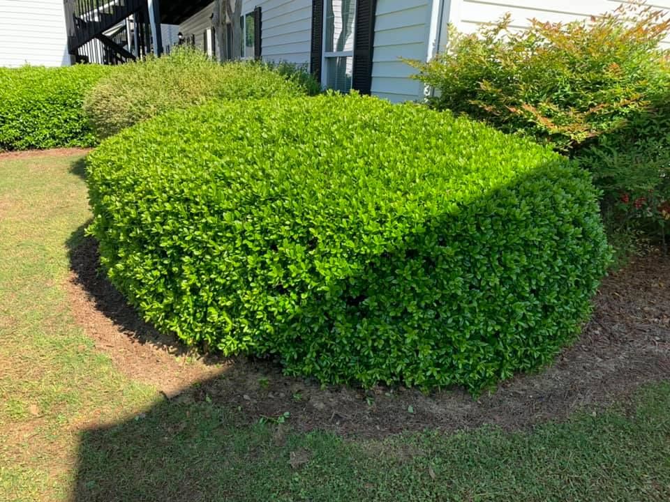 Enhance your home's curb appeal with our expert shrub trimming services, ensuring healthy growth and impeccable shape while maintaining the beauty and balance of your landscape year-round. for Bega Landscape Services in Atlanta, Georgia