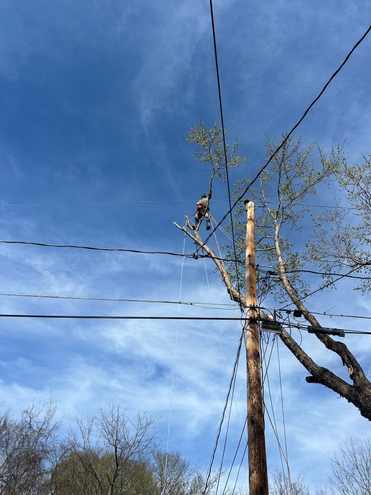 All Photos for Oakhurst Landscaping and Tree Service in Charlotte, NC
