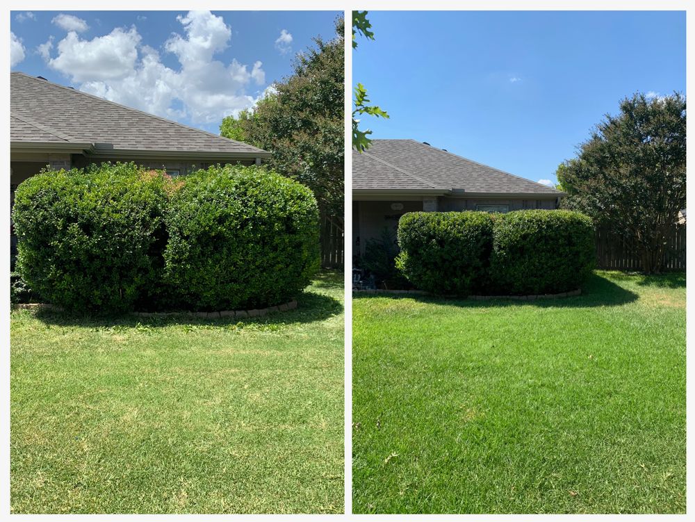All Photos for Scalpel Lawn Service in Temple, TX