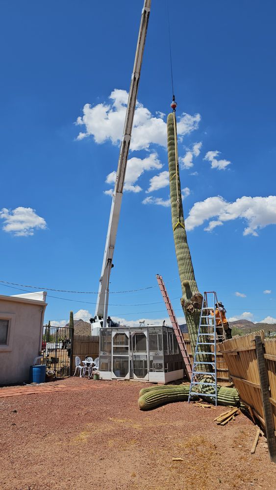 All Photos for T's Tree Service and Firewood in Apache Junction, AZ