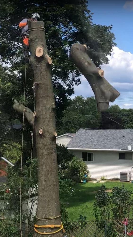 Shrub Trimming for JJ Tree Service in Gibsonia, PA