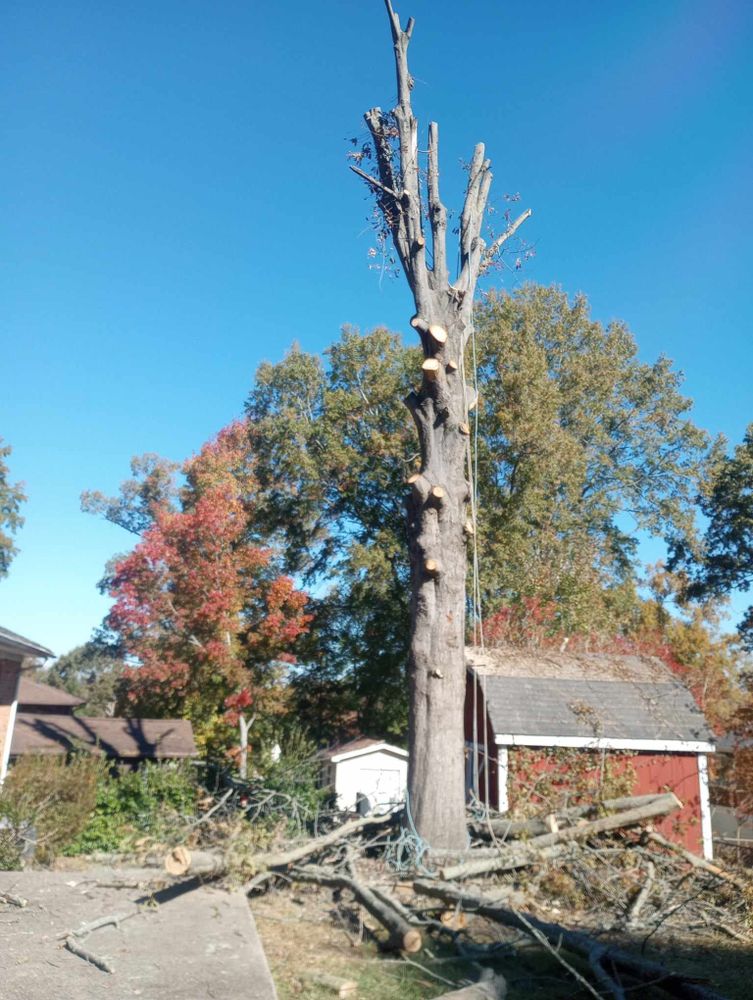 All Photos for The Webster Tree Service in Danville, VA