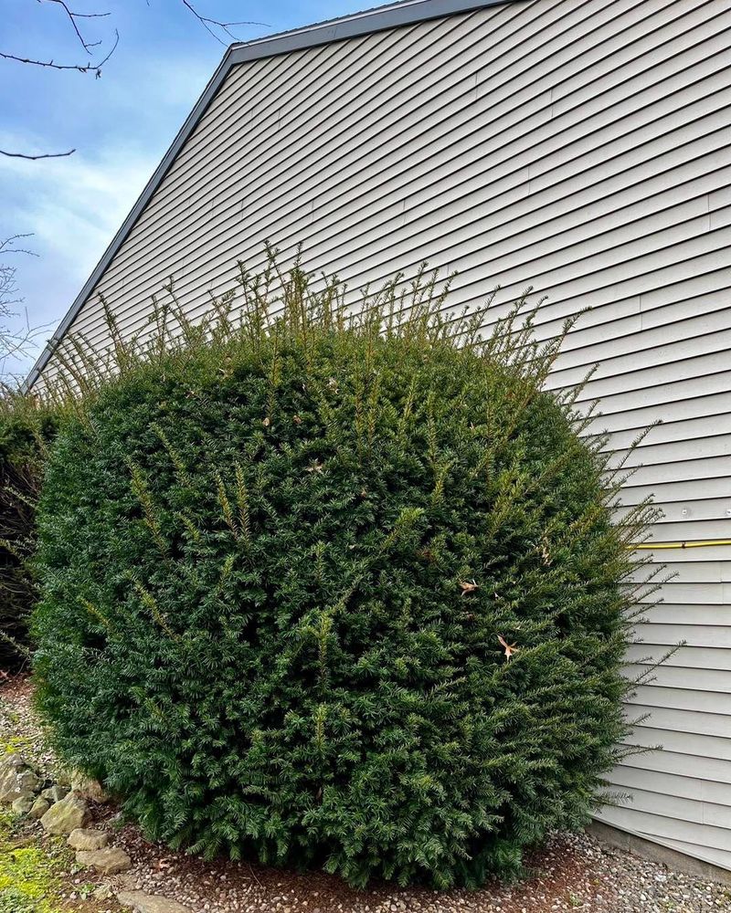 All Photos for Conoy Acres Lawn Service in Elizabethtown, PA