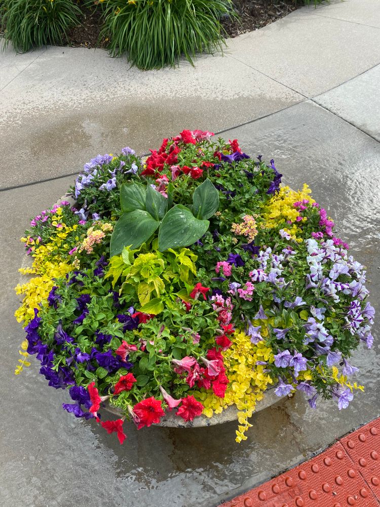 All Photos for Ecogreen Landscape in Denver, CO