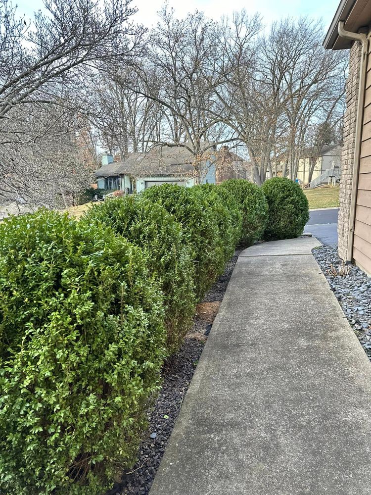 Our Shrub Trimming service includes shaping, pruning, and rejuvenating your shrubs to enhance the aesthetic appeal of your landscaping while promoting healthy growth for long-lasting beauty in your yard. for Torres Lawn & Landscaping in Valparaiso, IN
