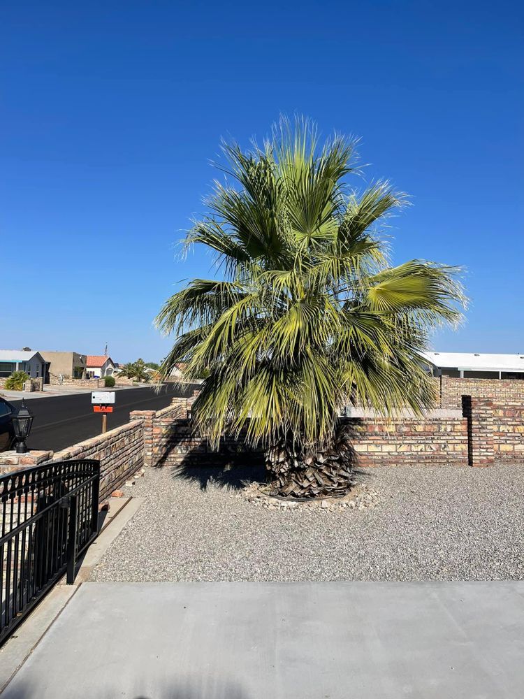 All Photos for Oliver L. Palm & Tree services in Yuma County, AZ