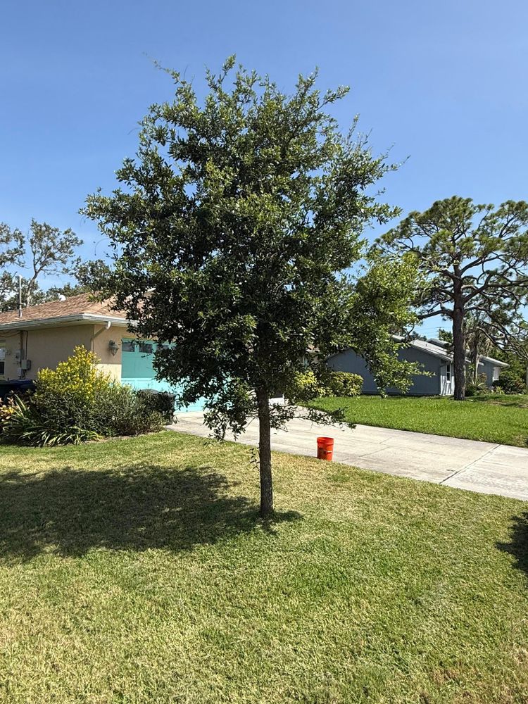 All Photos for MX Trees in Englewood, FL