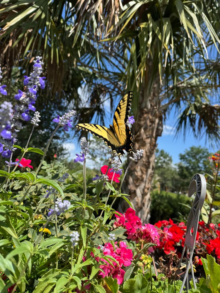 All Photos for Southern Roots Tree Farm in Crystal River, FL