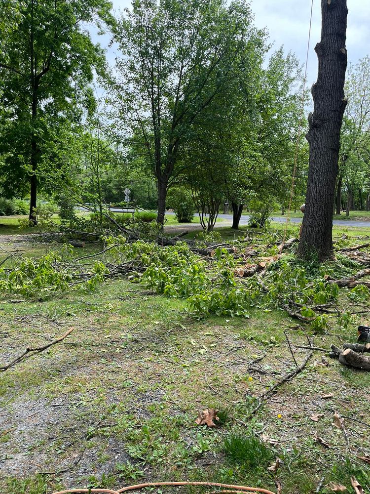 Our expert Tree Removal service ensures safe and efficient removal of unwanted or hazardous trees, enhancing your property's beauty and safety while minimizing disruption to your landscape. Contact us for a consultation today! for Scott’s Tree Service, LLC in Winchester, VA