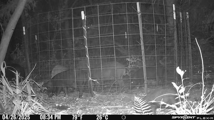 All Photos for North Brevard Wildlife Solutions in Mims, FL