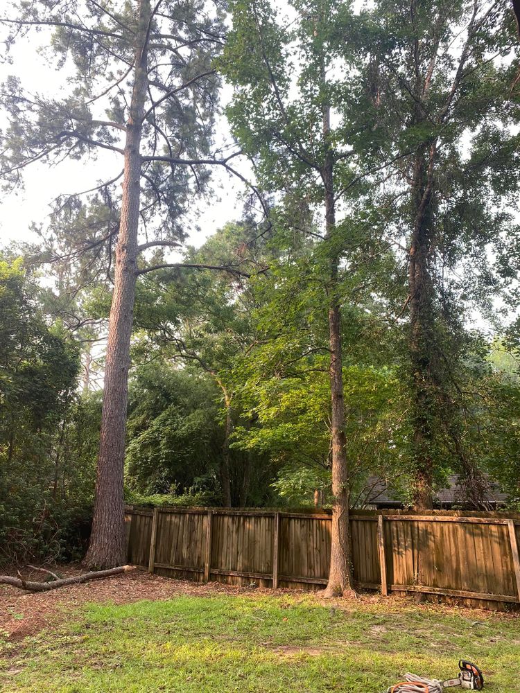 All Photos for Tates Tree Service in Tallahassee, FL
